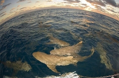 Lemon Sharks (Negaprion brevirostris) Lemon Sharks (Negaprion brevirostris)