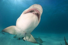Lemon Shark (Negaprion brevirostris) Lemon Shark (Negaprion brevirostris)