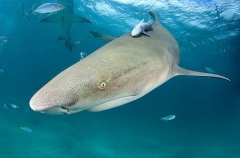 Lemon Shark (Negaprion brevirostris) Lemon Shark (Negaprion brevirostris)