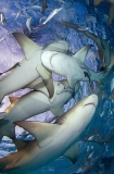 Lemon Sharks (Negaprion brevirostris) Lemon Sharks (Negaprion brevirostris)