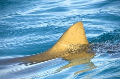 Lemon Shark (Negaprion brevirostris) Lemon Shark (Negaprion brevirostris)