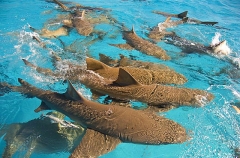 Lemon Sharks (Negaprion brevirostris) Lemon Sharks (Negaprion brevirostris)