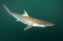 Pacific Sharpnose Shark (Rhizoprionodon longurio) Pacific Sharpnose Shark (Rhizoprionodon longurio)