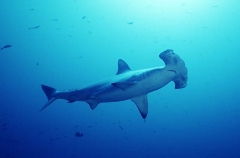 Scalloped Hammerhead Shark (Sphyrna lewini) Scalloped Hammerhead Shark (Sphyrna lewini)