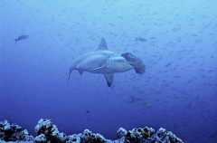 Scalloped Hammerhead Shark (Sphyrna lewini) Scalloped Hammerhead Shark (Sphyrna lewini)