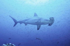 Scalloped Hammerhead Shark (Sphyrna lewini) Scalloped Hammerhead Shark (Sphyrna lewini)