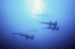 Scalloped Hammerhead Sharks (Sphyrna lewini) Scalloped Hammerhead Sharks (Sphyrna lewini)