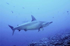 Scalloped Hammerhead Shark (Sphyrna lewini) Scalloped Hammerhead Shark (Sphyrna lewini)