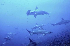 Scalloped Hammerhead Sharks (Sphyrna lewini) Scalloped Hammerhead Sharks (Sphyrna lewini)