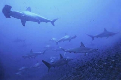 Scalloped Hammerhead Sharks (Sphyrna lewini) Scalloped Hammerhead Sharks (Sphyrna lewini)