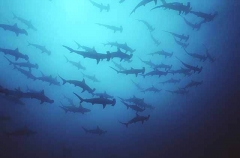 Scalloped Hammerhead (Sphyrna lewini) Scalloped Hammerhead (Sphyrna lewini)