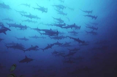 Scalloped Hammerhead (Sphyrna lewini) Scalloped Hammerhead (Sphyrna lewini)