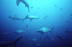 Scalloped Hammerhead (Sphyrna lewini) Scalloped Hammerhead (Sphyrna lewini)