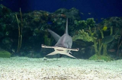 Scalloped Hammerhead (Sphyrna lewini) Scalloped Hammerhead (Sphyrna lewini)