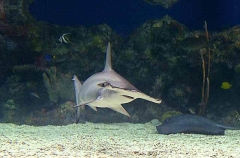 Scalloped Hammerhead (Sphyrna lewini) Scalloped Hammerhead (Sphyrna lewini)
