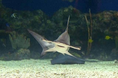 Scalloped Hammerhead (Sphyrna lewini) Scalloped Hammerhead (Sphyrna lewini)