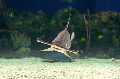 Scalloped Hammerhead (Sphyrna lewini) Scalloped Hammerhead (Sphyrna lewini)