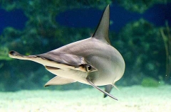 Scalloped Hammerhead (Sphyrna lewini) Scalloped Hammerhead (Sphyrna lewini)