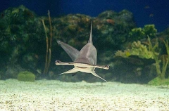 Scalloped Hammerhead (Sphyrna lewini) Scalloped Hammerhead (Sphyrna lewini)