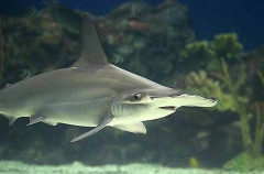 Scalloped Hammerhead (Sphyrna lewini) Scalloped Hammerhead (Sphyrna lewini)