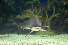Scalloped Hammerhead (Sphyrna lewini) Scalloped Hammerhead (Sphyrna lewini)
