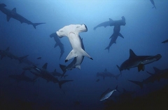 Scalloped Hammerhead Sharks (Sphyrna lewini) Scalloped Hammerhead Sharks (Sphyrna lewini)