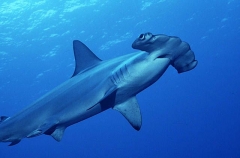 Scalloped Hammerhead Shark (Sphyrna lewini) Scalloped Hammerhead Shark (Sphyrna lewini)