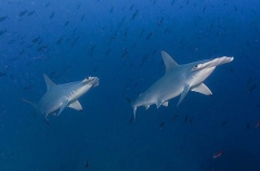 Scalloped Hammerhead Sharks (Sphyrna lewini) Scalloped Hammerhead Sharks (Sphyrna lewini)