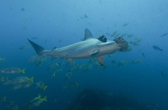 Scalloped Hammerhead Shark (Sphyrna lewini) Scalloped Hammerhead Shark (Sphyrna lewini)