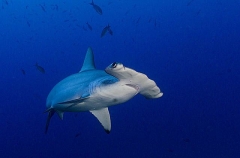 Scalloped Hammerhead Shark (Sphyrna lewini) Scalloped Hammerhead Shark (Sphyrna lewini)