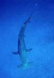 Great Hammerhead (Sphyrna mokarran)