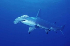 Great Hammerhead (Sphyrna mokarran) Great Hammerhead (Sphyrna mokarran)