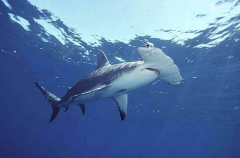 Great Hammerhead (Sphyrna mokarran) Great Hammerhead (Sphyrna mokarran)