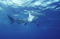 Great Hammerhead (Sphyrna mokarran) Great Hammerhead (Sphyrna mokarran)