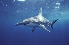 Great Hammerhead (Sphyrna mokarran) Great Hammerhead (Sphyrna mokarran)