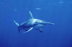 Great Hammerhead (Sphyrna mokarran) Great Hammerhead (Sphyrna mokarran)