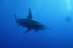 Great Hammerhead Shark (Sphyrna mokarran)