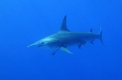 Great Hammerhead Shark (Sphyrna mokarran) Great Hammerhead Shark (Sphyrna mokarran)