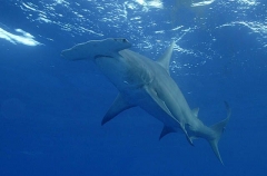Great Hammerhead Shark (Sphyrna mokarran) Great Hammerhead Shark (Sphyrna mokarran)