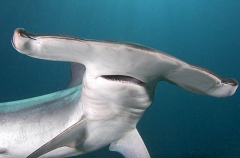 Smooth Hammerhead Shark (Sphyrna zygaena) Smooth Hammerhead Shark (Sphyrna zygaena)