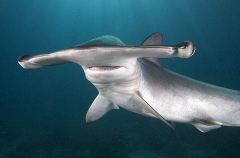 Smooth Hammerhead Shark (Sphyrna zygaena) Smooth Hammerhead Shark (Sphyrna zygaena)