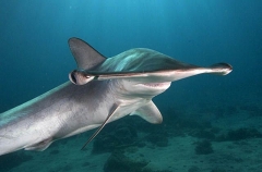 Smooth Hammerhead Shark (Sphyrna zygaena) Smooth Hammerhead Shark (Sphyrna zygaena)