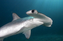 Smooth Hammerhead Shark (Sphyrna zygaena) Smooth Hammerhead Shark (Sphyrna zygaena)