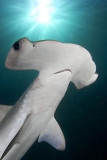 Smooth Hammerhead Shark (Sphyrna zygaena) Smooth Hammerhead Shark (Sphyrna zygaena)