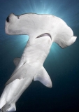 Smooth Hammerhead Shark (Sphyrna zygaena)