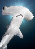 Smooth Hammerhead Shark (Sphyrna zygaena) Smooth Hammerhead Shark (Sphyrna zygaena)