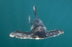 Smooth Hammerhead Shark (Sphyrna zygaena) Smooth Hammerhead Shark (Sphyrna zygaena)