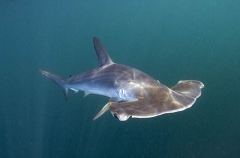 Smooth Hammerhead Shark (Sphyrna zygaena)
