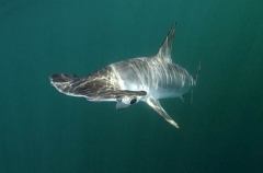 Smooth Hammerhead Shark (Sphyrna zygaena) Smooth Hammerhead Shark (Sphyrna zygaena)