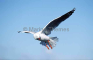 Silver Gull (Larus novaehollandiae) Silver Gull (Larus novaehollandiae)